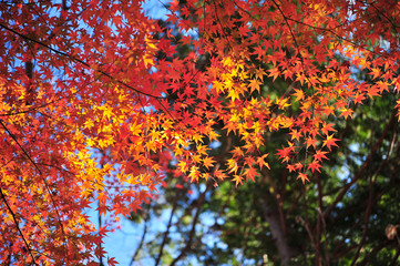 Landscape of Maple Leaves in Sunny Day During Autumn Season in Japan