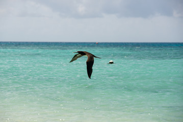 海鳥の捕食シーン