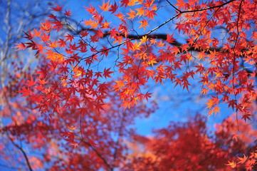 Landscape of Maple Leaves and Beautiful Light in Sunny Day During Autumn Season 
