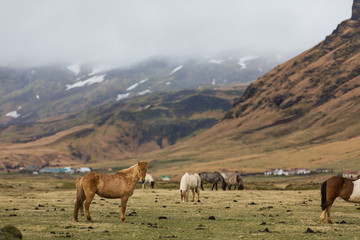 Naklejka na ściany i meble Icelandic Horse in paddock