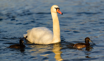White swan on lake background. Wildlife in Austria. Dam on river Mur in Gralla, Stausee