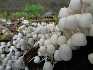 close up shoot seasonal white mushroom in rainy season