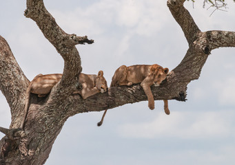 Lazy Lions Sleeping i a Tree in Serengeti National Park in Tanzania, Africa