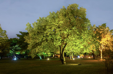 tree in the park