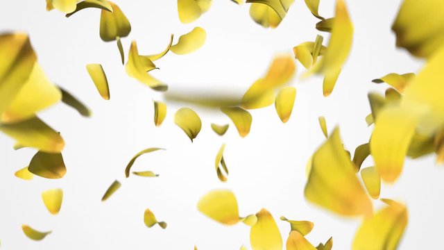 Flower petals falling down with alpha channel. 3D animation of realistic Rose petals fall from up to down. Valentine's day floral background. 