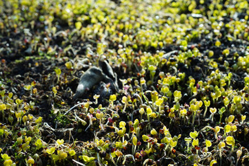 climate change - plants germinate in January