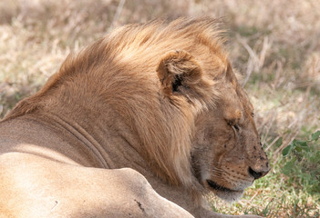 Safari in Tanzania, Africa