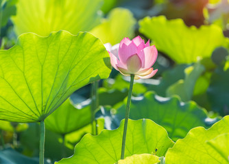 lotus flower blooming in summer pond with green leaves as background