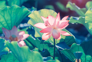 Naklejka premium lotus flower blooming in summer pond with green leaves as background