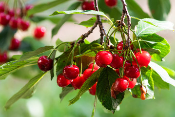 Bunch of ripe sour cherries hanging on a tree.