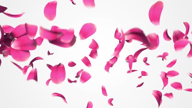 Flower petals flying with alpha channel. 3D animation of realistic Rose petals flying horizontal. Valentine's day floral background.