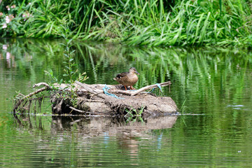 Stockente zwischen M&uuml;ll