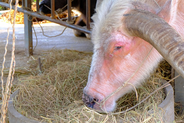 Closeup face of pink buffalo animal in thailand.