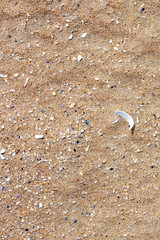 Sabbia con frammenti di conchiglie