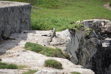 Iguana resting on a rock