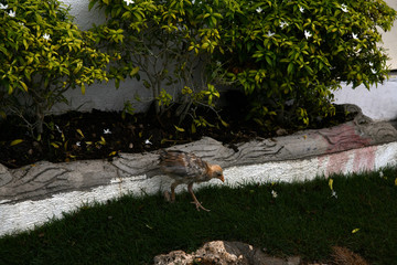 chicken walks in the garden near the house