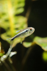 Neonka black freshwater aquarium fish with white dot meal.