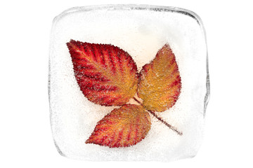 Autumn leaves inside the ice block