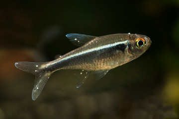 Fototapeta premium Neonka black freshwater aquarium fish with white dot meal.