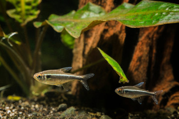 Neonka black freshwater aquarium fish with white dot meal.