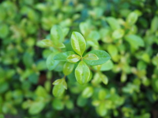 the leaf green 
