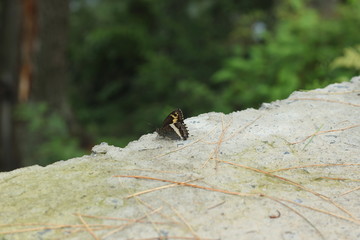 Butterfly in wild