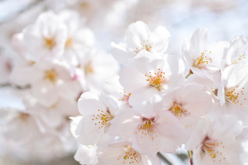 Obraz na płótnie Canvas Cherry blossom, spring has come