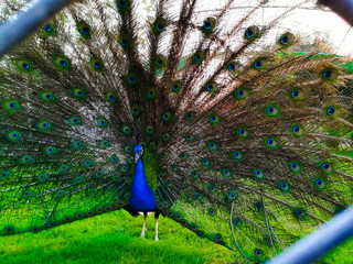 Closeup of peacock in all its glory