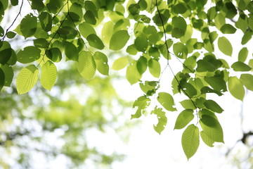  the season of verdure