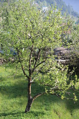 Fototapeta premium Trees and mountains in Himalayas