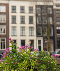 Fototapeta na wymiar Flowers in front of a house in Amsterdam