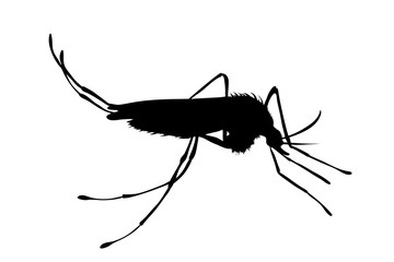 Vector silhouette of mosquito on white background. Symbol of insect who in annoy.