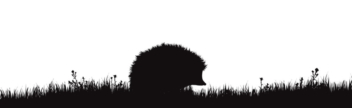 Vector silhouette of hedgehog on meadow on white background. Symbol of forest animal in the grass.