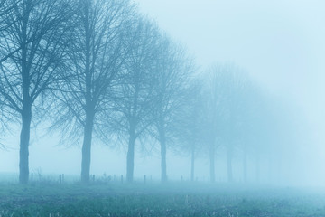 Row of bare trees in mist.