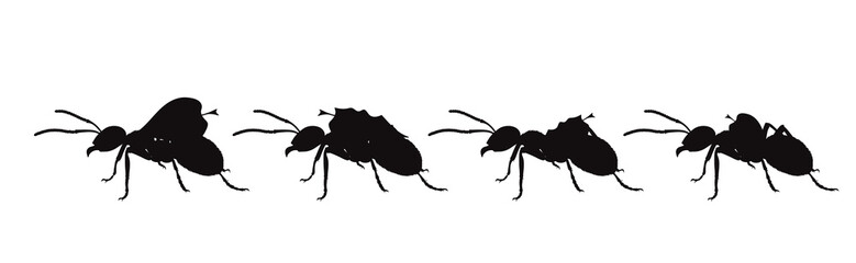 Vector silhouette of ant on white background. Symbol of insect walk line.