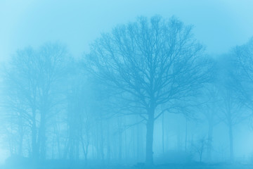 Trees in mist in rural landscape.