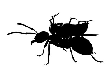 Vector silhouette of ant carry death fly on white background. Symbol of insect with food on his back.