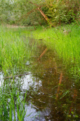 Flooded forest in the Drava River floodplain