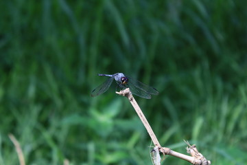 View of dragonflies on twigs in the garden