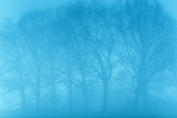 Bare trees in fog in rural landscape.