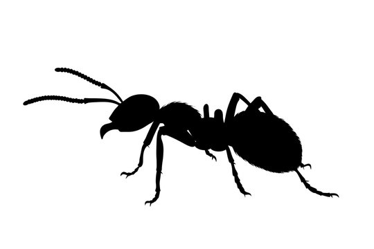 Vector silhouette of ant on white background. Symbol of macro insect.