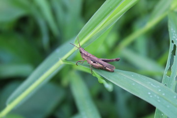 Brown grasshopper on green leaves