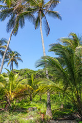 Fototapeta na wymiar Tropical forest with palm trees in El Tayrona National Park, located in the Caribbean Region in Colombia. 34 km from the city of Santa Marta is one of the most important natural parks in Colombia