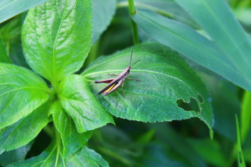Brown grasshopper on green leaves