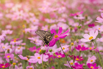 Beautiful flowers cosmos and Butterfly  on softly blurred background