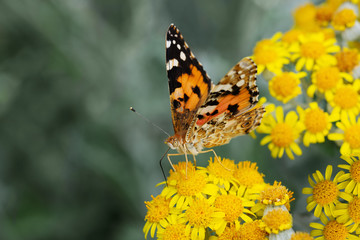 Obraz premium Bright beautiful butterfly in a thicket of yellow flowers