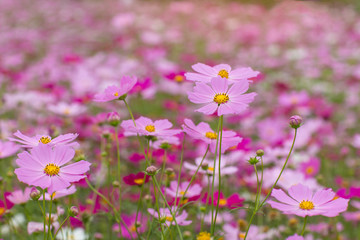 Fototapeta premium Beautiful flowers cosmos on softly blurred background