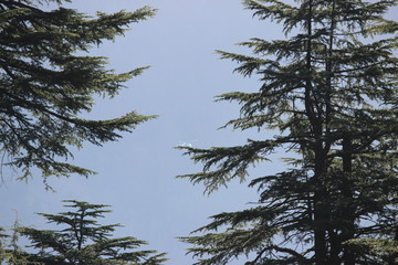 Mountains with tree in Himalayas