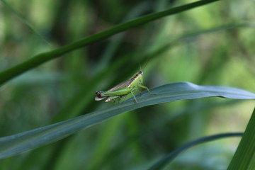Green grasshopper on the leaves in the morning
