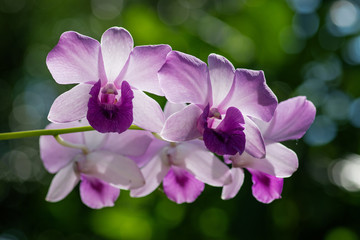 Fototapeta na wymiar Purple orchid Among the bokeh in the park